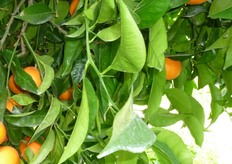 Presenta spine di medie dimensioni.