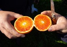La buccia e' molto sottile di grana fine di colore arancio intenso, con media aderenza alla polpa.