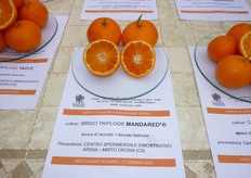 "L'epoca di maturazione del "Mandared" e' tardiva, la raccolta inizia a meta' febbraio. I frutti presentano una persistenza sulla pianta media, pertanto e' necessario ricorrere a prodotti anticascola."