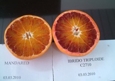 "Il sapore del "Mandared" e' intermedio tra clementine e Tarocco. In foto frutti, a confronto, di "Mandared" e di mandarino ibrido triploide C2710."