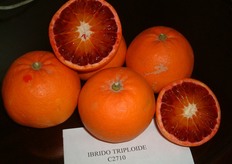 "Il C2710, derivante dalla stessa combinazione del "Mandared" (clementine x tarocco), e' in corso di valutazione presso l'Istituto di Agrumicoltura del CRA-ACM di Acireale (CT). Dalle prime indagini risulta interessante per il periodo di maturazione (tardivo, febbraio-marzo), per la pigmentazione della polpa, per la tenuta sulla pianta e la produttivita'."