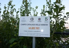 Presso i Campi Catalogo di agrumi del CO.VI.L. sono presenti in collezione alcuni ecotipi locali, selezionati nell'ambito dell'attivita' di recupero del germoplasma autoctono svolto dal COVIL, in collaborazione con diversi Enti pubblici e privati.