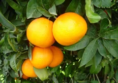 "Frutti di arancio ombelicato "Lane Late" clone "INIASEL 198", su piante allevate nel Campo Catalogo del COVIL. Periodo di raccolta I decade di aprile (Metapontino)"