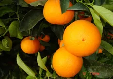 "L'arancio "Lane Late" deriva da una mutazione gemmaria della varieta' ombelicata Washington Navel."
