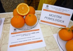 "Il frutto di "Lane Late" e' apireno, presenta una forma sub-sferica e pezzatura medio-grande. La buccia e' sottile, liscia e a grana fine. Ottima e' la resa in succo e soddisfacente il contenuto in solidi solubili totali."