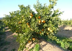 "La raccolta dell'arancio "Lane Late" ha inizio a partire da meta' marzo e si protrae per tutto aprile. Risultano assenti o limitati i fenomeni di cascola e senescenza del frutto. La cultivar e' interessante, dal punto di vista commerciale, per il periodo di maturazione tardivo."