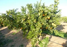 "Pianta di arancio "Lane Late", al quarto anno, su portinnesto Citrange C35, presso l’Azienda Agricola "S. Fara-Riccardi" di Metaponto (MT)."