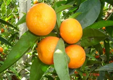 "Frutti di clementine "Hernandina VCR". Periodo di raccolta II decade di gennaio (metapontino)."