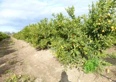 "Frutti di clementine "Hernandina VCR", al quarto anno, su portinnesto Citrange Carrizo, presso l'Azienda Agricola "S. Fara-Riccardi" di Metaponto (MT)."