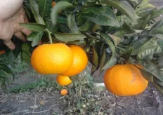"Tipica forma "schiacciata" dei frutti di arancio biondo comune "Staccia di Tursi e Montalbano" clone "Falciglia". Periodo di raccolta nel metapontino da aprile fino a giugno."