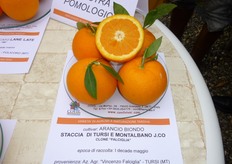 "L'ecotipo locale arancio "Staccia di Tursi e Montalbano" e' presente in collezione presso il campo catalogo del COVIL. Il Consorzio Vivaisti Lucani ha avviato da alcuni anni un'attivita' di recupero, selezione, caratterizzazione, conservazione e moltiplicazione di varieta' autoctone di varie specie di agrumi e fruttiferi presenti sul territorio lucano e calabrese."