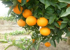 "L'attivita' di recupero di germoplasma locale e' stata condotta in collaborazione con diversi enti pubblici e privati quali A.A.S.D. "Pantanello" dell'ALSIA, Ufficio Fitosanitario Regione Basilicata, Consorzi di Tutela e Valorizzazione di varieta' autoctone, Universita' degli Studi della Basilicata, Centro Ricerche Metapontum Agrobios e Comunita' Montane."