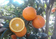 "Frutti dell'ecotipo arancio biondo comune apireno "Bella Donna" clone "Falciglia" collezionato presso il campo catalogo del COVIL. La raccolta del "Bella Donna" apireno inizia a meta' aprile e si protrae fino a giugno (periodo di raccolta metapontino). Il frutto e' caratterizzato dall'assenza di semi e da un elevato contenuto in succo (oltre il 50% in peso)."