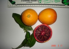 "Ecotipo "Tarodino", tipologia "sanguinello", in collezione presso il campo catalogo del CO.VI.L. Il frutto e' apireno, ricco di succo, possiede un elevato grado di pigmentazione. Facile da sbucciare, il periodo di raccolta e' tardivo (aprile-maggio)."