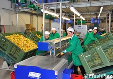 Le addette collocano i frutti su una linea di calibratura realizzata da UNITEC.