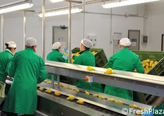 Il macchinario di calibratura si puo' utilizzare anche per altre tipologie di frutta, oltre alle pere.