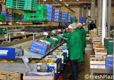 Le addette confezionano le pere a seconda del calibro, come smistato dal macchinario UNITEC.