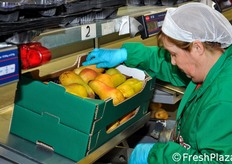 Confezione in cassettina con aveolo preformato.