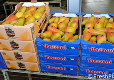 Le pere Abate Mazzoni vengono commercializzate tanto a marchio proprio, quanto a marchio IGP. Inoltre, vengono fornite anche alle private label (le marche proprie delle catene di supermercati).