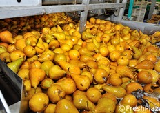 Al momento della visita di FreshPlaza, lo stabilimento stava lavorando anche pere di varieta' Kaiser.