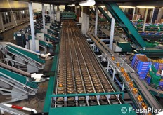 Calibratrice GREEFA con alimentazione del prodotto attraverso canali ad acqua.