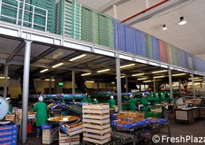 Le linee di confezionamento. Si noti la disposizione degli imballaggi vuoti in posizione sopraelevata rispetto alle linee di lavorazione. Opportuni scivoli trasferiscono le cassette alle linee.