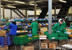 Operazioni di confezionamento, in diverse tipologie di imballaggio.