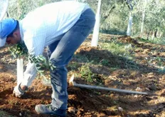 Gli shelters su piante di olivo