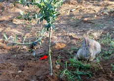 I conigli selvatici e le lepri, con i loro incisivi, spesso creano gravi danni ai tronchi, con conseguente collasso della pianta.