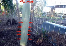 Un recente studio ha dimostrato che la ventilazione prodotta dall'effetto camino, all'interno della protezione, promuove fortemente la crescita del diametro del tronco.