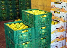 "I vecchi standard - osserva Mauro Stipa - evidentemente, non sono piu' a norma su un mercato dove il controllo di qualita' inizia a costituire un'esigenza importante. E' immediata la percezione di valore aggiunto degli stessi prodotti, a seconda che si utilizzino le vecchie cassette di legno (con paglia!) o le "moderne" soluzioni, tra le quali i nostri cestini ILIP"."