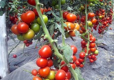 Dettaglio dei grappoli ancora sulla pianta.