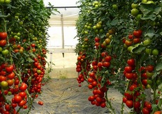 "Rocco Piscopo, titolare dell'omonima azienda che ha ospitato l'evento, dice: "Ho impiantato la prima serra di pomodoro Faustyno gia' a febbraio del 2011. Dopo un iniziale scetticismo, ho potuto verificare l'alto potenziale di questa varieta' sia in termini di resa che di qualita'. Nell'agosto scorso ho voluto testarlo nel ciclo estivo-autunnale ed i risultati sono stati di gran lunga superiori alle varieta' concorrenti che avevo impiantato in altre serre. In particolare, apprezzo la facilita' di gestione della pianta che si adatta sia ai cicli estivo-autunnali che invernali, quindi per trapianti da fine agosto a febbraio"."