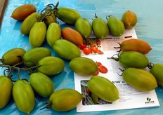 La giornata e' stata l'occasione per mostrare anche alcuni frutti del pomodoro allungato Myriade (nella foto) per raccolta sia verde che rosso. Un altro prodotto del catalogo Gautier che combina resa, qualita' ed un gamma completa di tolleranze.(HR) For/ToMV/Va/Vd/Fol:0,1/Ff1-5;(IR) Ma/Mi/Mj).