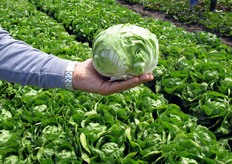 "Bejo, azienda specializzata da qualche decennio nella selezione e costituzione di nuove varieta' ibride di radicchio, propone sul mercato la sua nuova varieta' di radicchio variegato di Lusia: "GALILEO"."