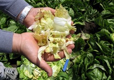 Grazie all'eccellente resistenza alla prefioritura ed all'ottima capacita' di crescita delle piante durante il periodo primaverile, anche con basse temperature, Galileo e' risultato, dalle diverse prove di posizionamento effettuate, una varieta' dal ciclo colturale molto ampio.