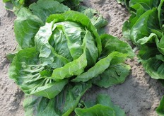 Galileo si presenta con cespi ben chiusi, molto pesanti, con un ottimo colore interno, molto attraente, di colore crema screziato di rosso, tipico di questa tipologia di radicchio.