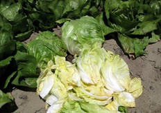 Puo' coprire un periodo di raccolta a partire da aprile, in coltura protetta, e da maggio ad ottobre in coltura in pieno campo.