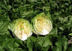 Per queste caratteristiche, Galileo ha suscitato l'interesse sia degli operatori del mercato fresco, sia di quelli del settore IV gamma, come alternativa alla scarola.