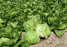 "Il variegato di Lusia e' riconosciuto come la tipologia di radicchio "piu' dolce", con foglie croccanti, una colorazione molto attraente ed un'ottima shelf-life."