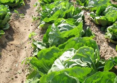 Bejo affianca a Galileo anche Andolini, varieta' della stessa tipologia, a ciclo piu' tardivo, per raccolte da novembre a gennaio/febbraio. Andolini, sempre mantenendo l'elevato standard qualitativo e produttivo di Galileo, consente la frigoconservazione per circa 2/3 mesi.