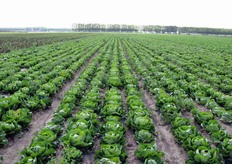 Galileo ed Andolini consentono di offrire sul mercato un elevato e costante standard qualitativo per tutto l'anno.