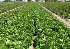 "Visitate il sito www.bejoitalia.it dove, alla voce "Prodotti", potete trovare l'intera gamma Bejo con informazioni sulle caratteristiche delle varieta' e sulla loro coltivazione."