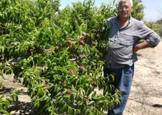 "Frutti di pesco "Sagittaria" su piante al terzo anno, presso l'Azienda Agricola "Casa Teresa" Motta - Metaponto (MT)."