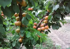 "Frutti di albicocco "Pinkcot" su piante al terzo anno presso l'Azienda Agricola "Gagliulo Sante" - Monteiasi (TA)."