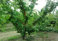 "Frutti di albicocco "Pinkcot" su piante al terzo anno presso l'Azienda Agricola "Gagliulo Sante" - Monteiasi (TA)."