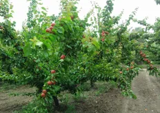 "Frutti di albicocco "Big Red" su piante al terzo anno presso l'Azienda Agricola "Gagliulo Sante" - Monteiasi (TA)."