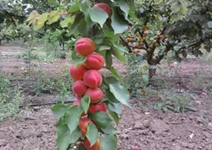 "Frutti di albicocco "Big Red" su piante al terzo anno presso l'Azienda Agricola "Gagliulo Sante" - Monteiasi (TA)."