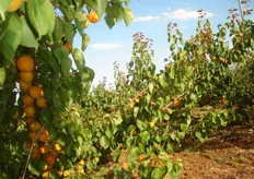"Frutti di albicocco "Kioto" su piante al terzo anno presso l'Azienda Agricola "Gagliulo Sante" - Monteiasi (TA)."