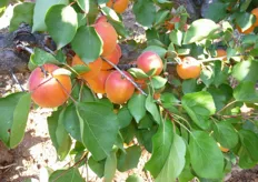 "Frutti di albicocco "Kioto" su piante al terzo anno presso l'Azienda Agricola "Gagliulo Sante" - Monteiasi (TA)."